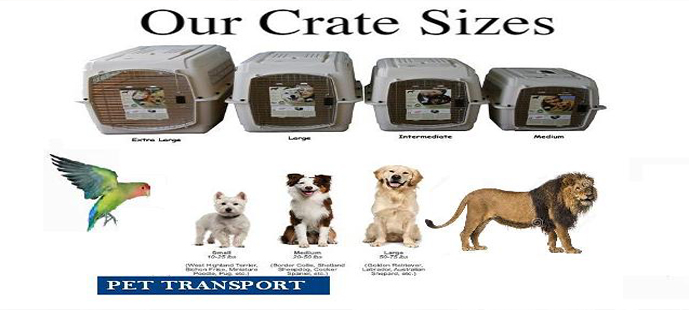 Pet Relocation Transport